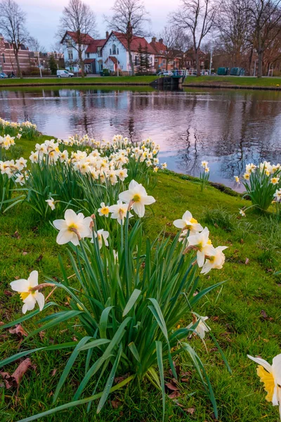 Paisagem Flores Primavera Florescendo Parque Pela Água Canal Leiden Países — Fotografia de Stock