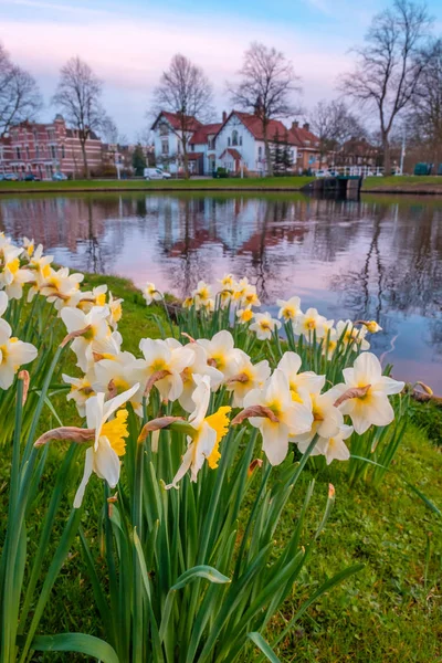 Scenery Blooming Spring Flowers Park Canal Water Leiden Netherlands — Stock Photo, Image