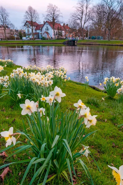 Paisagem Flores Primavera Florescendo Parque Pela Água Canal Leiden Países — Fotografia de Stock