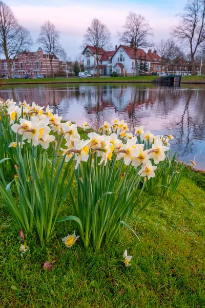 Scenery Blooming Spring Flowers Park Canal Water Leiden Netherlands — Stock Photo, Image