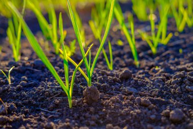 Bahçede yetişen parlak yeşil taze bahar otu, yakın çekim