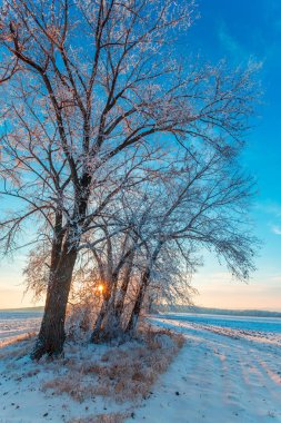 Wintry kırsal gün batımında kırsal yol ve karla kaplı ağaçlar 