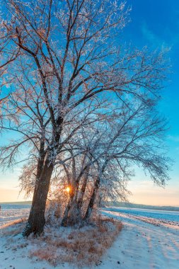 Wintry kırsal gün batımında kırsal yol ve karla kaplı ağaçlar 