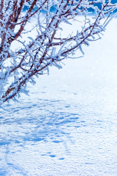 Frosty Branches Covered White Hoarfrost Wintry Countryside — Stock Photo, Image