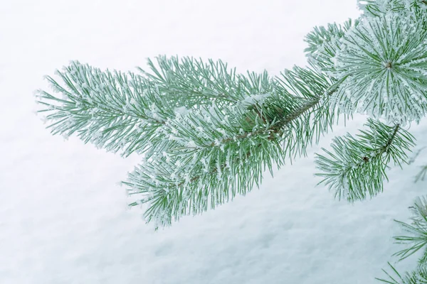 Aghi Verdi Pino Ricoperti Neve Primo Piano — Foto Stock