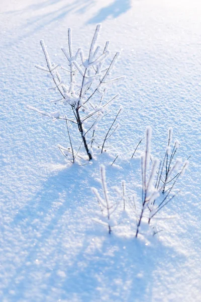 Ramos Gelados Cobertos Geada Branca Campo Invernal — Fotografia de Stock