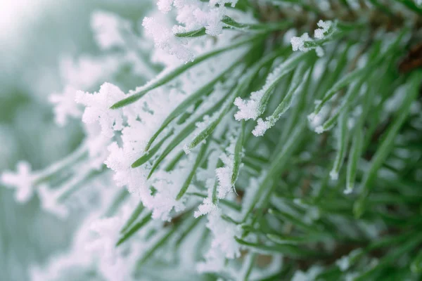 Aghi Verdi Pino Ricoperti Neve Primo Piano — Foto Stock