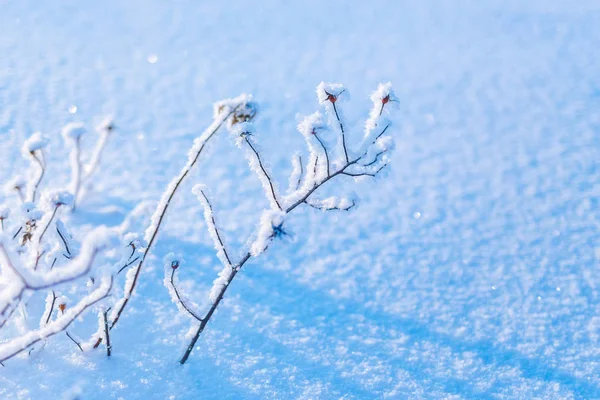 Frosty Branches Covered White Hoarfrost Wintry Countryside — Stock Photo, Image
