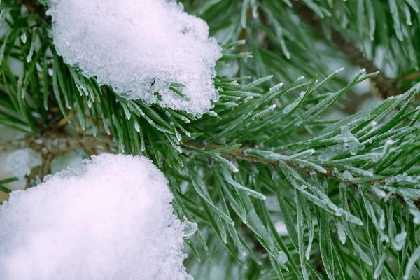 Pine Tree Green Branch Covered Snow Close — Stock Photo, Image