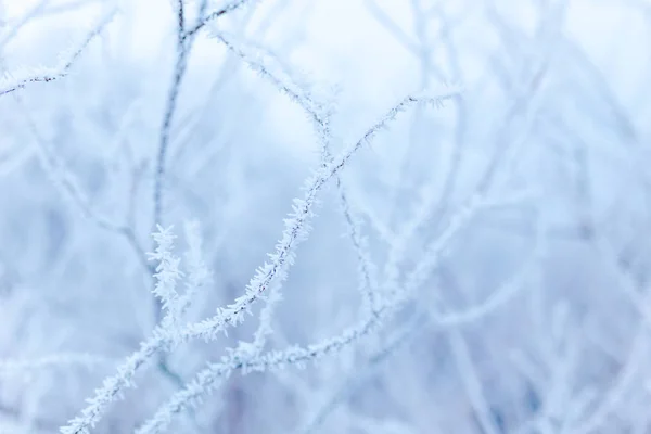 Ramas Heladas Cubiertas Hoarfrost Blanco Campo Invernal —  Fotos de Stock