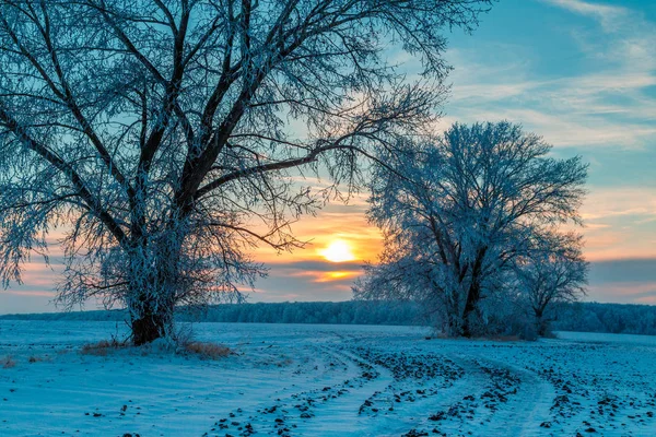 Landsbygdens Väg Och Snötäckta Träd Vid Solnedgången Vintriska Landsbygden — Stockfoto