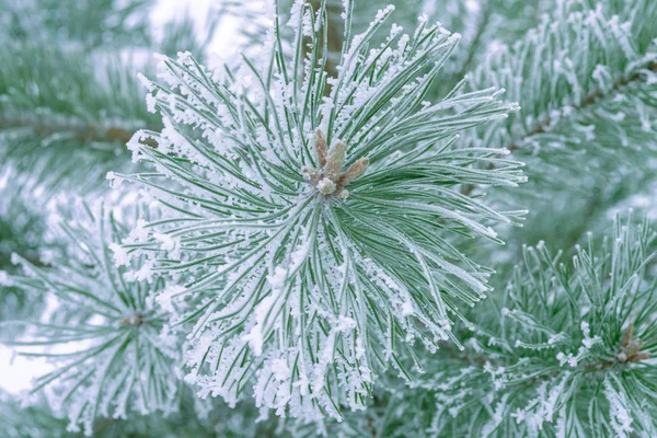 Aghi Verdi Pino Ricoperti Neve Primo Piano — Foto Stock