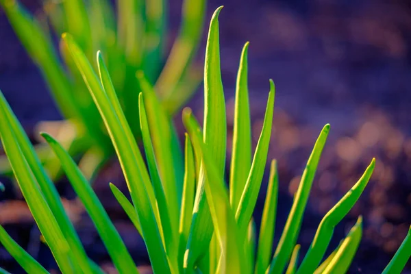 明亮的绿色新鲜春草生长在院子里 — 图库照片