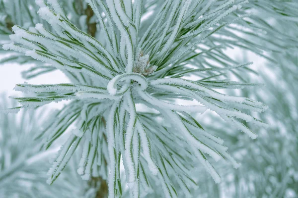 Grønne Furunåler Dekket Snø Tett Inntil – stockfoto
