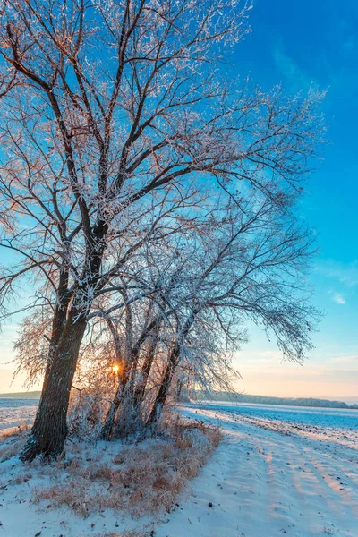 Landstraße Und Schneebedeckte Bäume Bei Sonnenuntergang Winterlicher Landschaft — Stockfoto