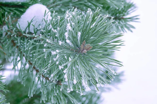Pine Tree Green Needles Covered Snow Close — Stock Photo, Image