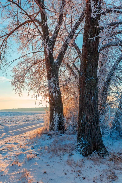 Carretera Rural Árboles Cubiertos Nieve Atardecer Paisaje Invernal —  Fotos de Stock