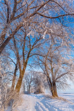Wintry kırsal gün batımında kırsal yol ve karla kaplı ağaçlar 