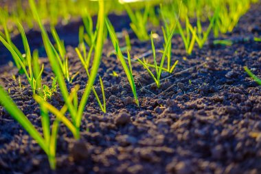 Bahçede yetişen parlak yeşil taze bahar otu, yakın çekim