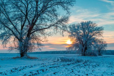 Wintry kırsal gün batımında kırsal yol ve karla kaplı ağaçlar 