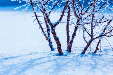 Wintry kırsalbeyaz hoarfrost kaplı buzlu dalları 