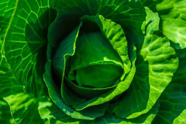 Parlak gün ışığı altında Sebze Bahçe lahana bırakır.