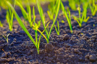 Bahçede yetişen parlak yeşil taze bahar otu, yakın çekim