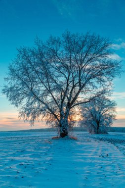Wintry kırsal gün batımında kırsal yol ve karla kaplı ağaçlar 