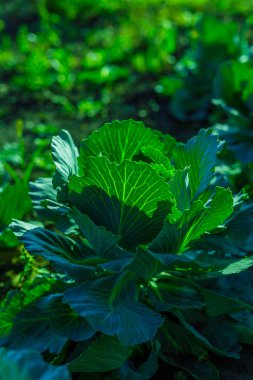 Parlak gün ışığı altında Sebze Bahçe lahana bırakır.