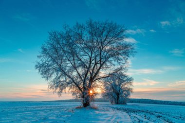 Wintry kırsal gün batımında kırsal yol ve karla kaplı ağaçlar 