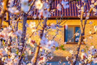 Açık havada bina önünde açan güzel bahar ağacı 