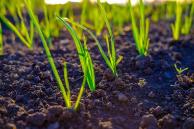 Bahçede yetişen parlak yeşil taze bahar otu, yakın çekim