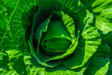 Parlak gün ışığı altında Sebze Bahçe lahana bırakır.