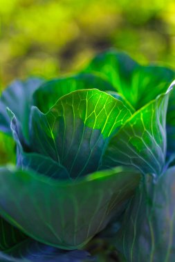 Parlak gün ışığı altında Sebze Bahçe lahana bırakır.
