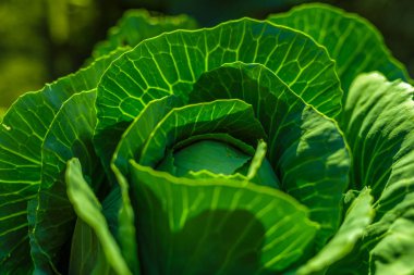 Parlak gün ışığı altında Sebze Bahçe lahana bırakır.