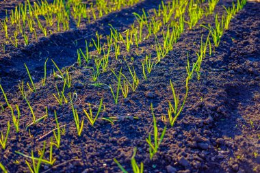 Bahçede yetişen parlak yeşil taze bahar otu, yakın çekim