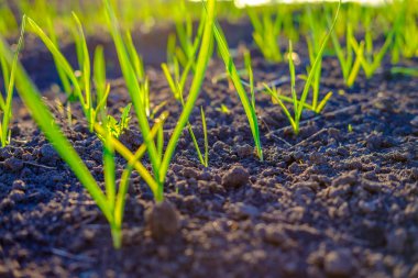 Bahçede yetişen parlak yeşil taze bahar otu, yakın çekim