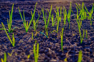 Bahçede yetişen parlak yeşil taze bahar otu, yakın çekim