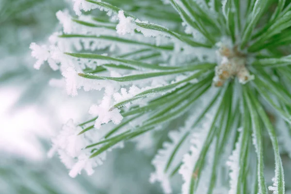 Aghi Verdi Pino Ricoperti Neve Primo Piano — Foto Stock