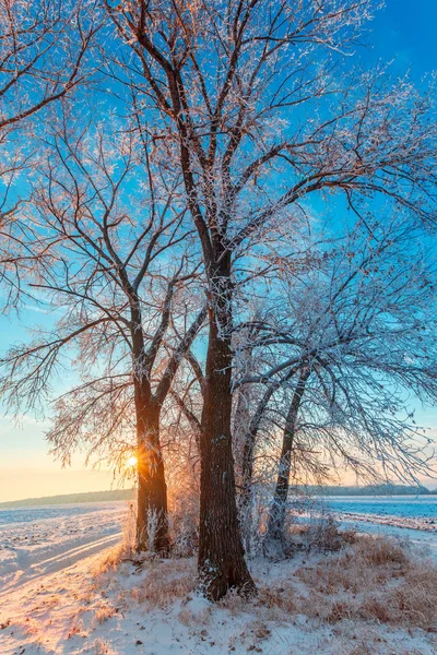 Wintry Kırsal Gün Batımında Kırsal Yol Karla Kaplı Ağaçlar — Stok fotoğraf