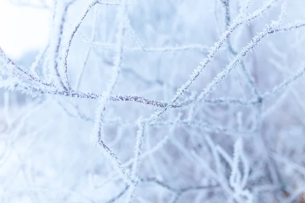 Ramos Gelados Cobertos Geada Branca Campo Invernal — Fotografia de Stock