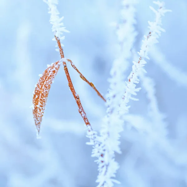 Ramas Heladas Cubiertas Hoarfrost Blanco Campo Invernal —  Fotos de Stock