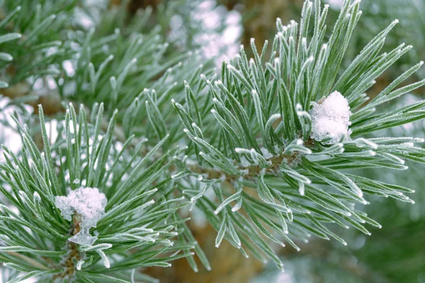 Aghi Verdi Pino Ricoperti Neve Primo Piano — Foto Stock