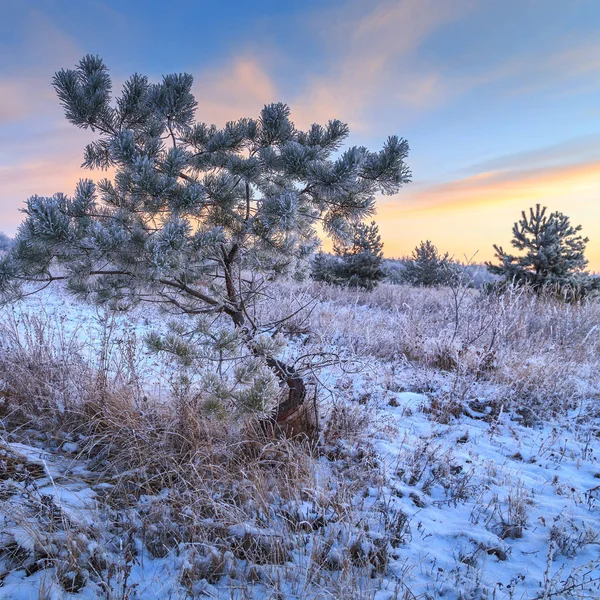 Snöiga Träd Fält Vintriska Landskap — Stockfoto