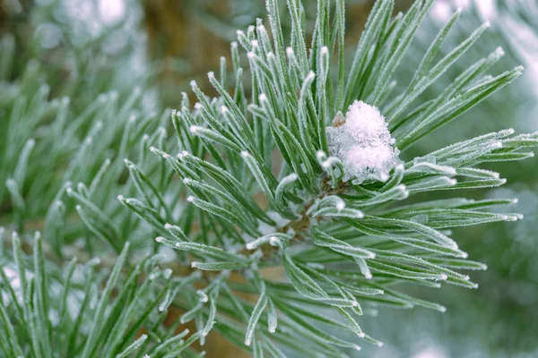 Aghi Verdi Pino Ricoperti Neve Primo Piano — Foto Stock