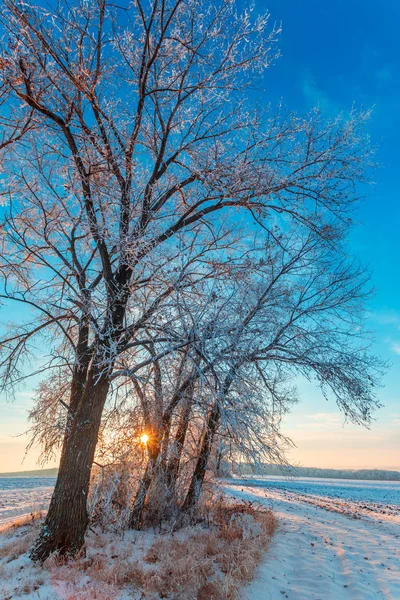 Venkovské Silnice Zasněžené Stromy Při Západu Slunce Zimní Krajině — Stock fotografie
