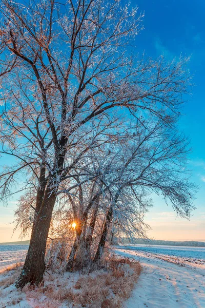 Estrada Rural Árvores Cobertas Neve Pôr Sol Campo Ventoso — Fotografia de Stock