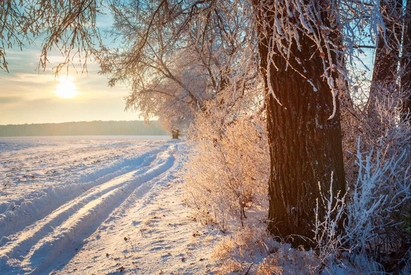 Αγροτικός Δρόμος Και Χιονισμένο Δέντρο Στην Ύπαιθρο Της Πόλης — Φωτογραφία Αρχείου