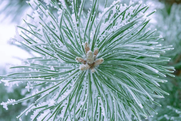 Grønne Furunåler Dekket Snø Tett Inntil – stockfoto