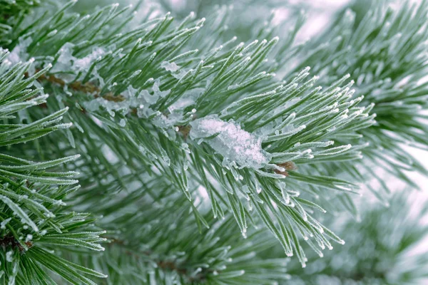 Pine Tree Green Needles Covered Snow Close — Stock Photo, Image